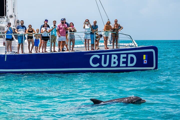 Key West Afternoon Dolphin Sail: 2.5-Hour Catamaran Dolphin Watch & Cruise photo 3