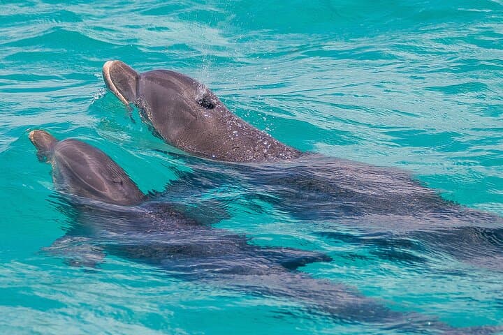 Key West Afternoon Dolphin Sail: 2.5-Hour Catamaran Dolphin Watch & Cruise photo 5