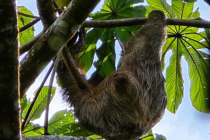 Sloth Discovery & Miravalles Hot Springs Day Tour from Tamarindo photo 4