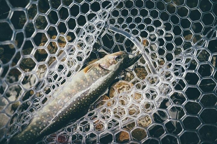 Trout Fishing in Nishimera: Wild Yamame and Remote Rivers from Miyazaki City photo 3