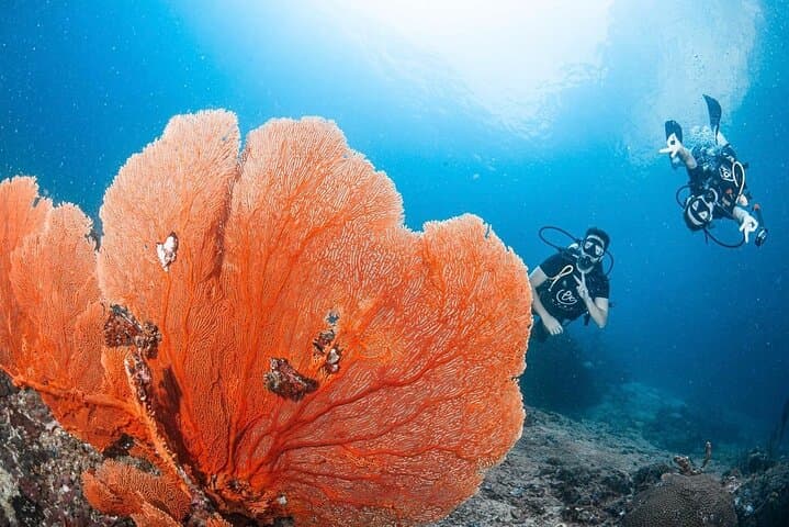 Half-Day Discover Scuba Diving from Phi Phi Don — Two Guided Dives at Phi Phi