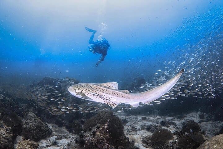 Half-Day Discover Scuba Diving from Phi Phi Don — Two Guided Dives at Phi Phi photo 2