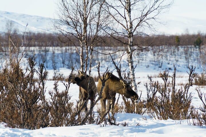 Explore Swedish Lapland: Thrilling Snowmobile Tour on the Frozen Torne River photo 6