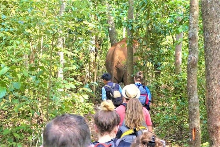 Elephant Sanctuary, Kbal Spean & Banteay Srei Day Tour — Ethical Wildlife and Angkor Highlights photo 6