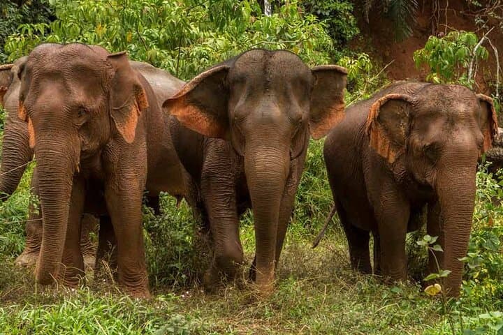 Elephant Sanctuary, Kbal Spean & Banteay Srei Day Tour — Ethical Wildlife and Angkor Highlights photo 4