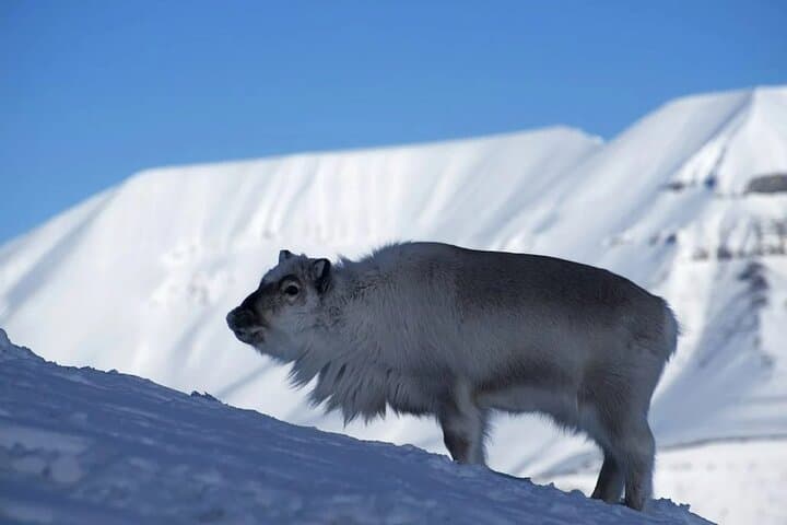 Snowmobile & Ice Cave Tour from Longyearbyen: Svalbard Arctic Adventure photo 5