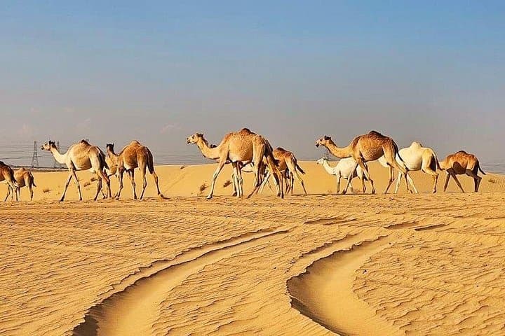 4-Day UAE Highlights: Dubai Desert Safari, Abu Dhabi & Musandam Dibba Dhow Cruise photo 2