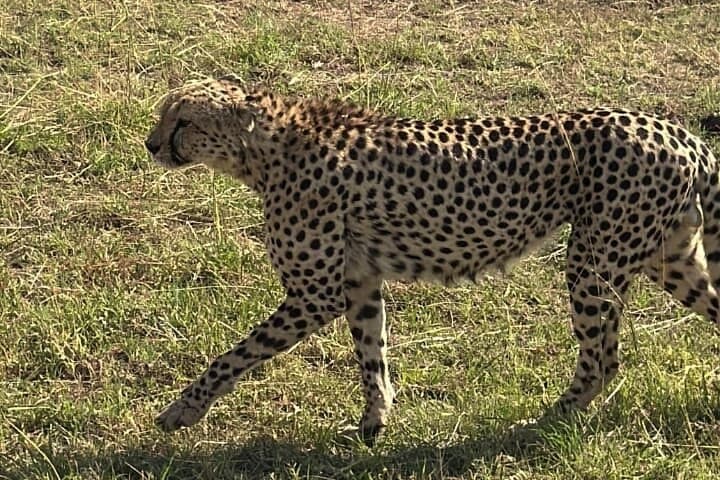 Amboseli National Park 3-Day Private Safari: Kilimanjaro Views and Big-Game Drives