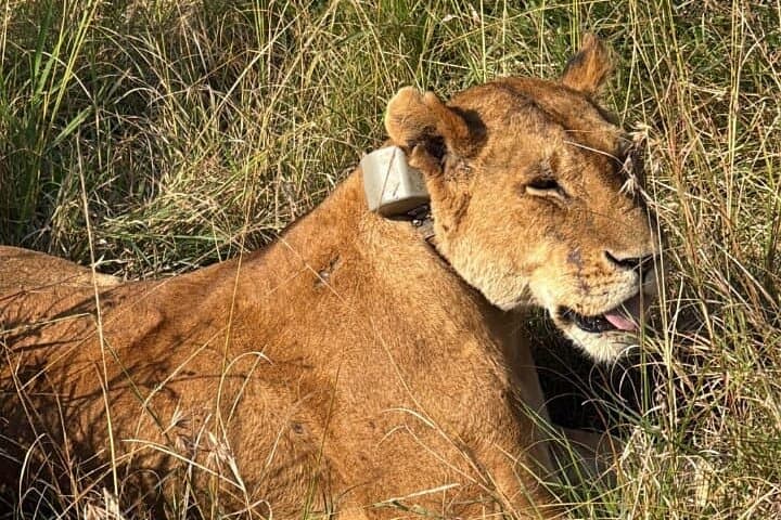 Amboseli National Park 3-Day Private Safari: Kilimanjaro Views and Big-Game Drives photo 2