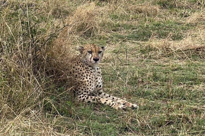 Private 5-Day Kenya Safari: Masai Mara, Lake Nakuru & Amboseli photo 1