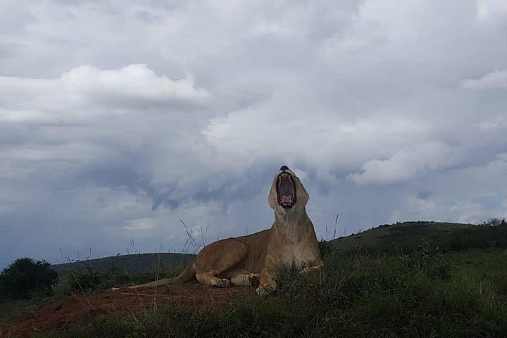 Private 5-Day Kenya Safari: Masai Mara, Lake Nakuru & Amboseli photo 2