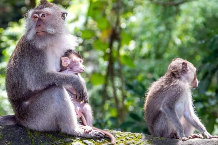Explore Waterfalls and Ubud Surroundings: Monkey Forest, Tegalalang & Tegenungan Waterfall