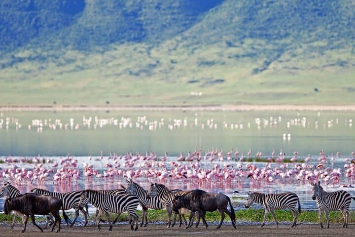 2-Day Lake Bogoria and Lake Nakuru Safari — Flamingos, Hot Springs & Rhinos photo 2