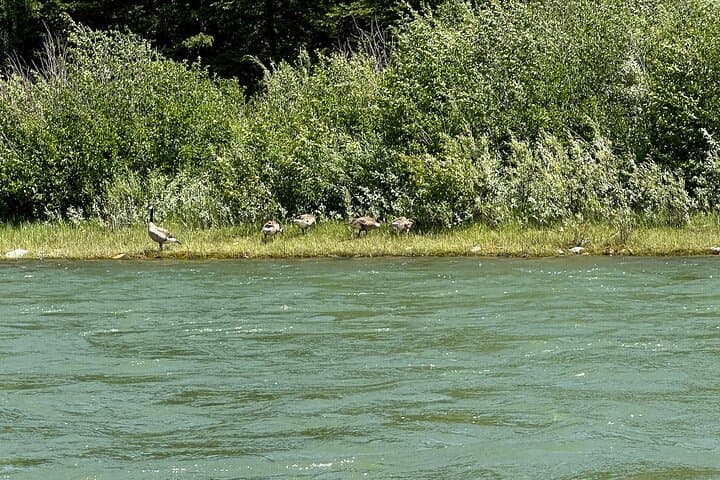 Private Scenic Snake River Float in Grand Teton National Park photo 3