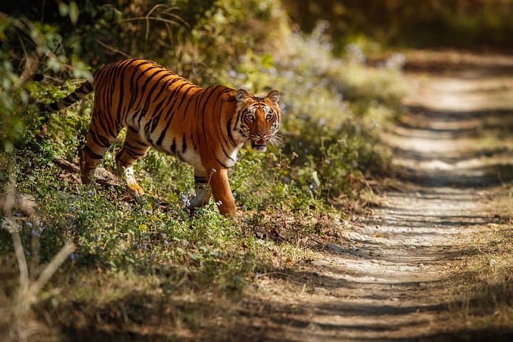 Bandipur & Kabini Wildlife Safari with Mysore Palace and Somanathapura Temple