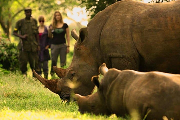 On Foot with Rhinos: 7-Hour Tracking at Ziwa Rhino Sanctuary