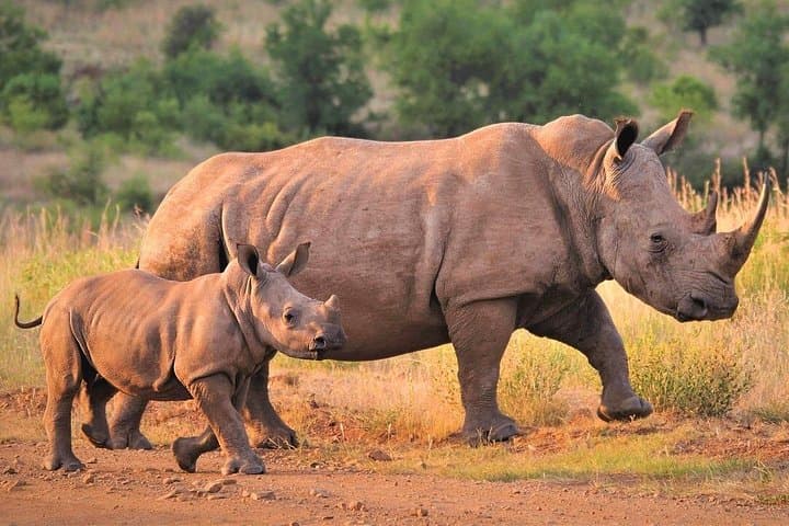 On Foot with Rhinos: 7-Hour Tracking at Ziwa Rhino Sanctuary photo 3