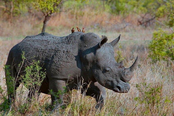 On Foot with Rhinos: 7-Hour Tracking at Ziwa Rhino Sanctuary photo 4