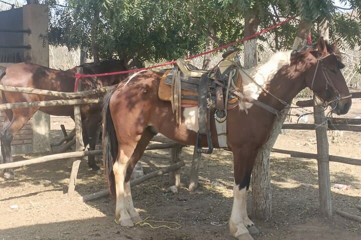 Stone Island Horseback Riding on the Beach — Mazatlán Isla de la Piedra Ride photo 6