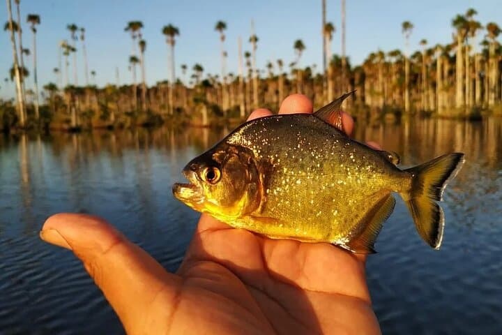 Piranha Fishing on Lake Yacumama: Catch-and-Release Adventure Near Puerto Maldonado