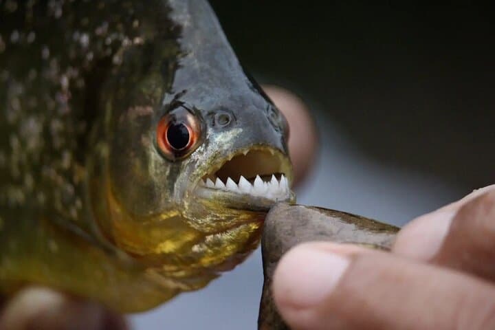 Piranha Fishing on Lake Yacumama: Catch-and-Release Adventure Near Puerto Maldonado photo 2