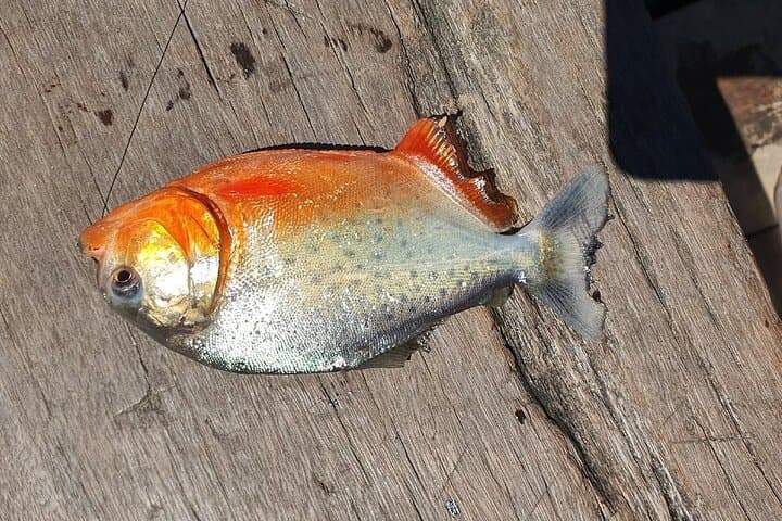 Piranha Fishing on Lake Yacumama: Catch-and-Release Adventure Near Puerto Maldonado photo 3