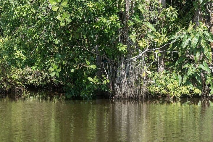Piranha Fishing on Lake Yacumama: Catch-and-Release Adventure Near Puerto Maldonado photo 6