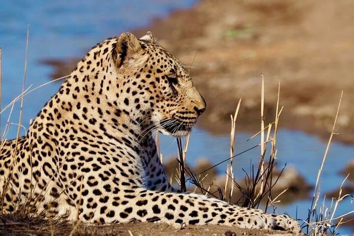 Morning Safari Game Drive from Hoedspruit into the Greater Kruger