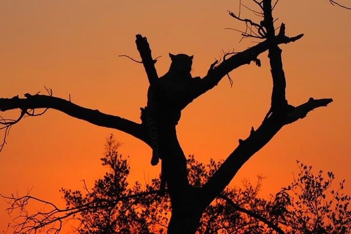 Morning Safari Game Drive from Hoedspruit into the Greater Kruger photo 6