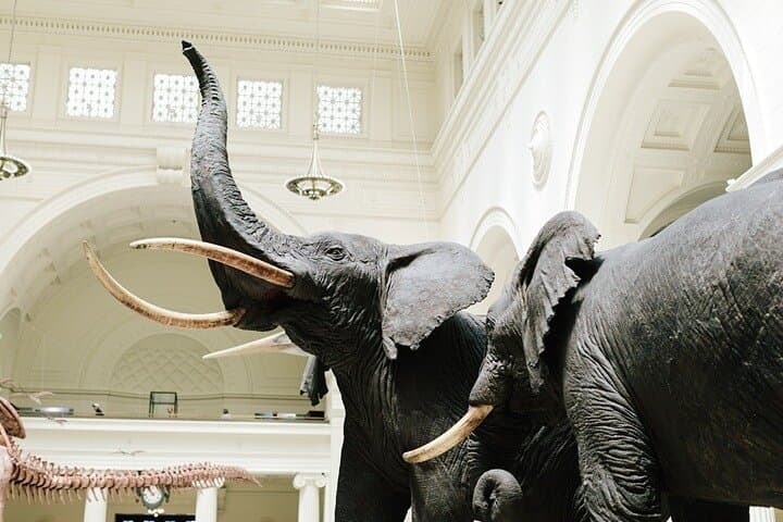 Field Museum Admission & Museum-Inspired Tasting Experience — Chicago photo 4