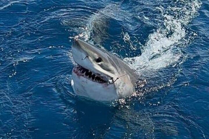 Fort Lauderdale Half-Day Private Deep-Sea Sportfishing Charter photo 4