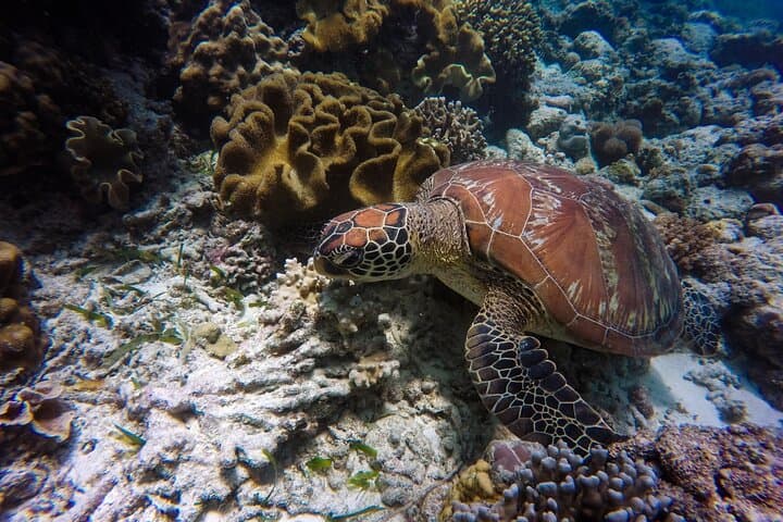 Sipadan 3-Dive Permit: Full-Day Scuba Adventure from Semporna photo 5