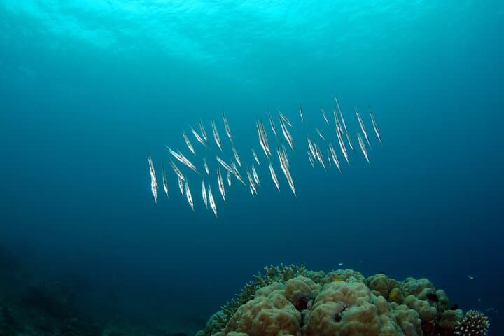 Sipadan 3-Dive Permit: Full-Day Scuba Adventure from Semporna photo 6