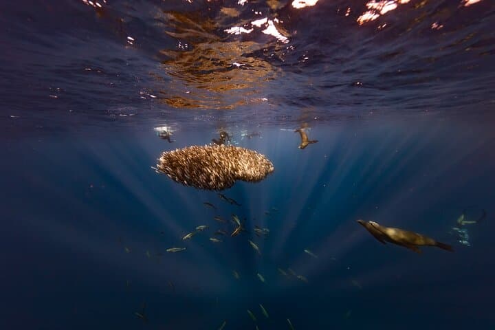 4-Day Luxury Magdalena Bay Snorkel Camp — Sardine Run, Marlin & Sea Lion Safaris photo 2
