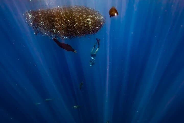 4-Day Luxury Magdalena Bay Snorkel Camp — Sardine Run, Marlin & Sea Lion Safaris photo 4