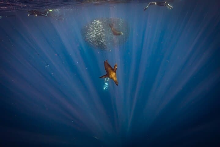 4-Day Luxury Magdalena Bay Snorkel Camp — Sardine Run, Marlin & Sea Lion Safaris photo 5