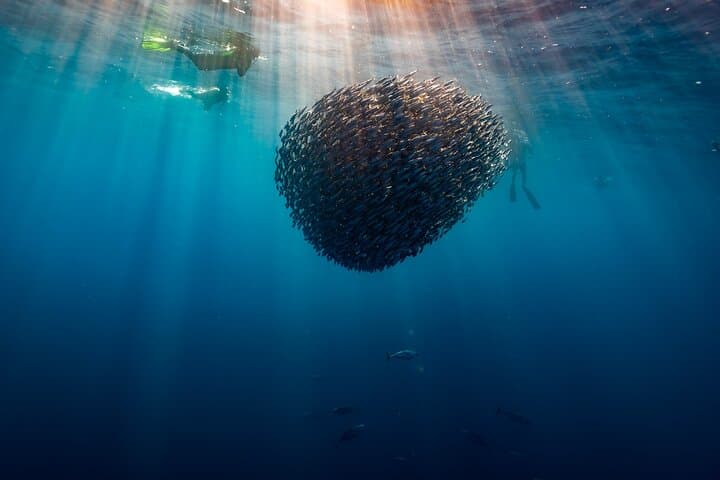 4-Day Luxury Magdalena Bay Snorkel Camp — Sardine Run, Marlin & Sea Lion Safaris photo 6