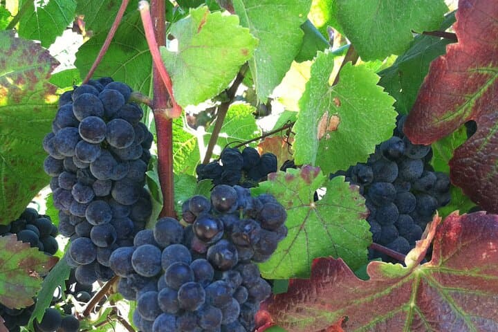 Morning Carmel Valley Wine Tasting Tour — Bernardus Vineyard Walk & Boutique Tastings photo 2