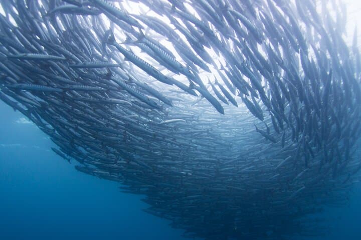 Sipadan 3-Dive Permit: Full-Day Scuba Adventure from Semporna photo 2