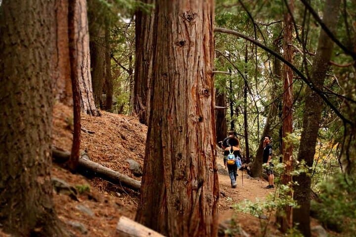 Idyllwild Day Tour: Ernie Maxwell Scenic Trail Hike & Coachella Valley Lookout photo 2
