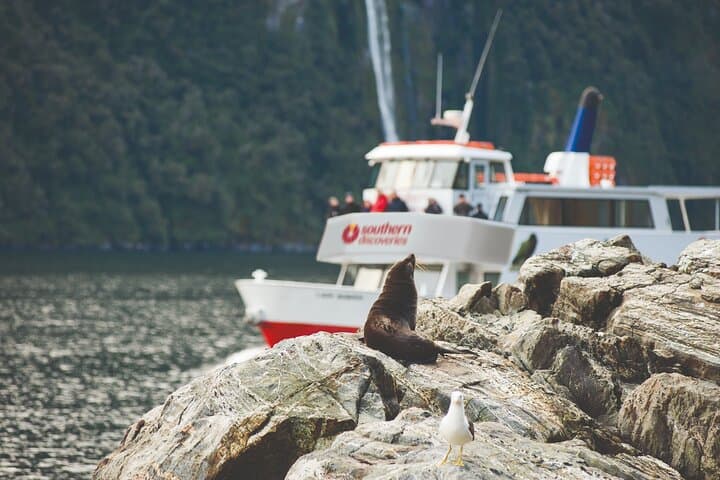Milford Sound Extended Cruise — Southern Discoveries 2‑Hour Nature Cruise