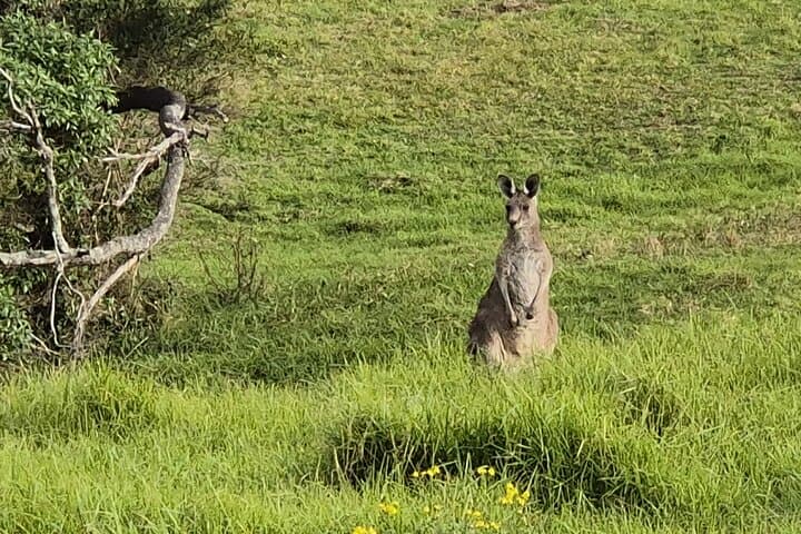Blue Mountains After-Hours: Waterfalls, Koalas & Three Sisters Sunset Tour photo 4
