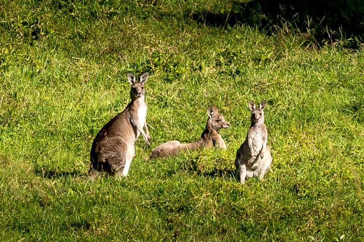 Escape Sydney: Sea Cliff Bridge, Kiama Coast & Wildlife Private Day Tour photo 2