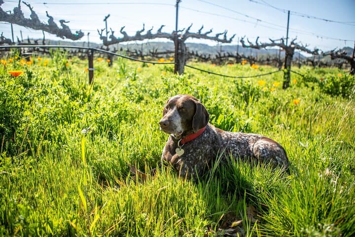 Private Romantic Wine Tasting Next to the Vines in Napa Valley photo 5