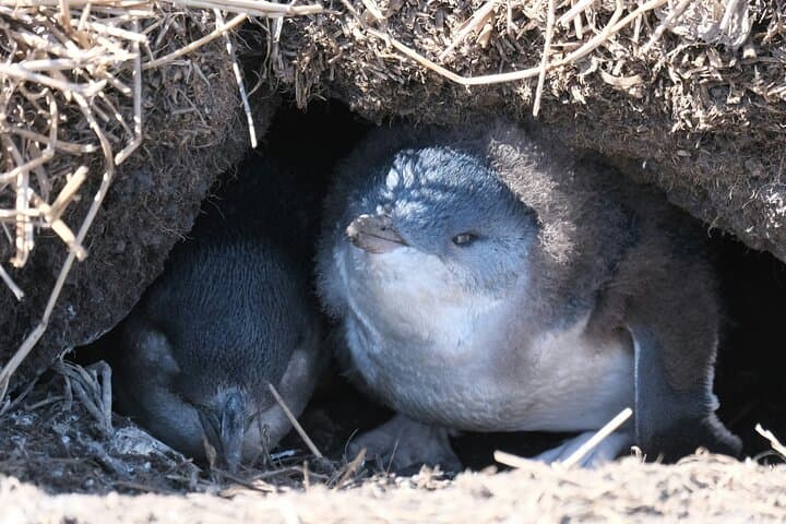 Private Phillip Island Penguin Parade Tour: Penguins, Koalas & Coastal Sights from Melbourne photo 2