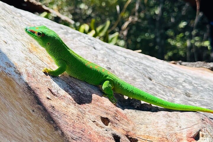 Nosy Hara Bivouac: Two-Day Snorkel, Hike & Island Camp from Diego Suarez photo 3