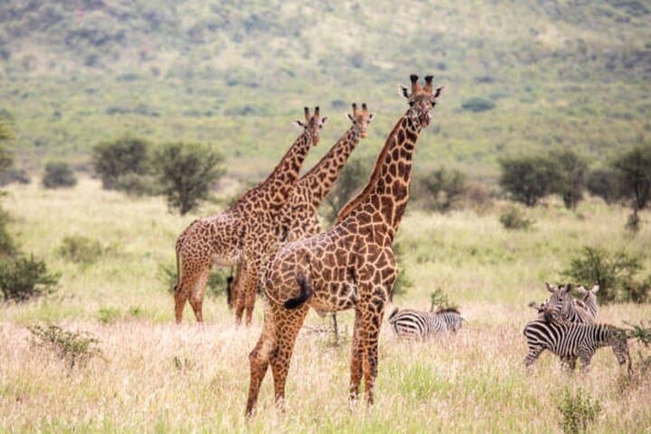 Full-Day 4x4 Safari to Mikumi National Park from Zanzibar — Day-Trip Wildlife Adventure