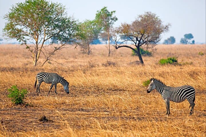 Full-Day 4x4 Safari to Mikumi National Park from Zanzibar — Day-Trip Wildlife Adventure photo 2