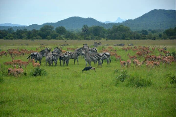 Full-Day 4x4 Safari to Mikumi National Park from Zanzibar — Day-Trip Wildlife Adventure photo 3