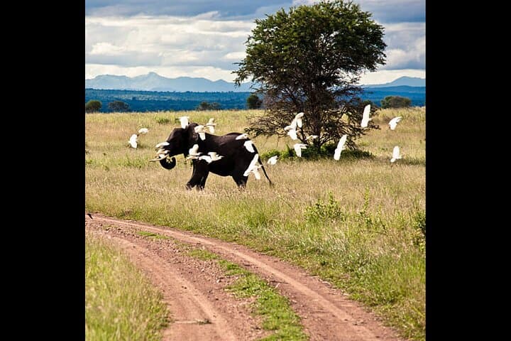 Full-Day 4x4 Safari to Mikumi National Park from Zanzibar — Day-Trip Wildlife Adventure photo 5
